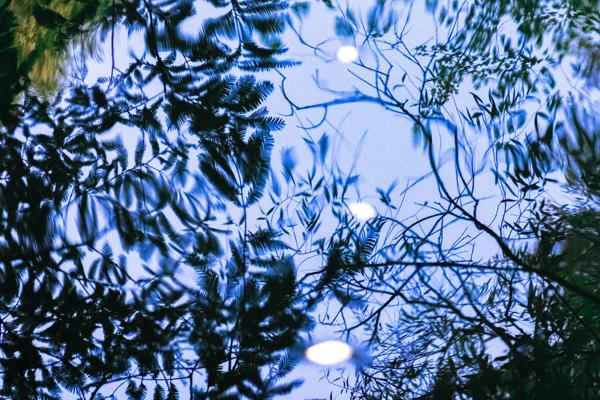 A creature of the pond